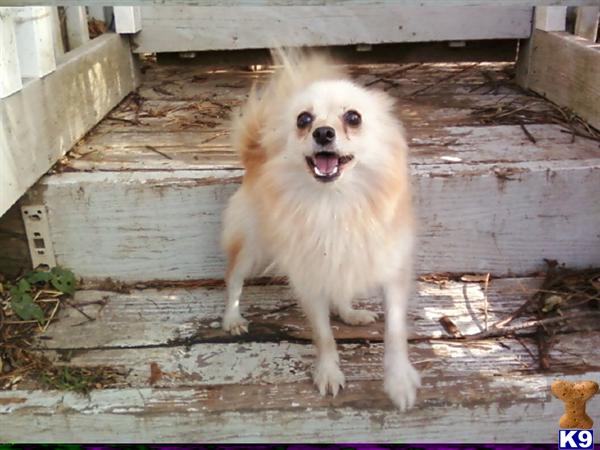 Dogs for Sale in NJ